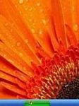 pic for Orange Flower